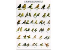 Vogelposter Europäische Singvögel